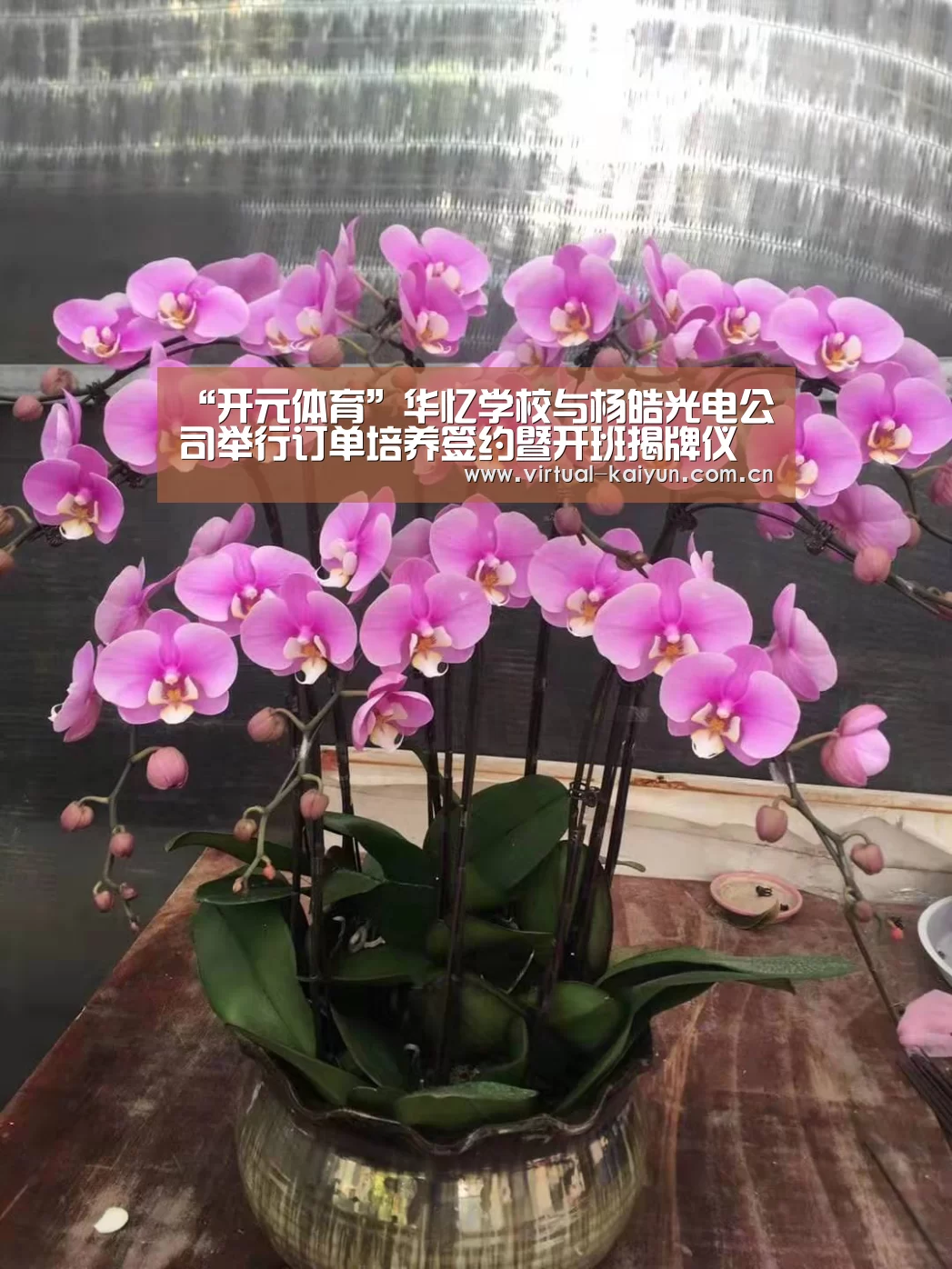 开云体育网站