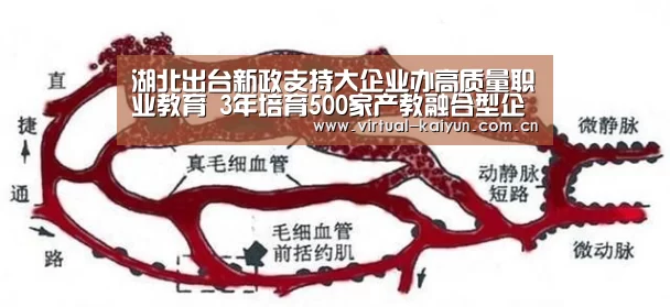 湖北出台新政支持大企业办高质量职业教育　3年培育500家产教融合型企业_开云体育网站
